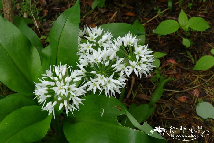 熊葱Allium ursinum