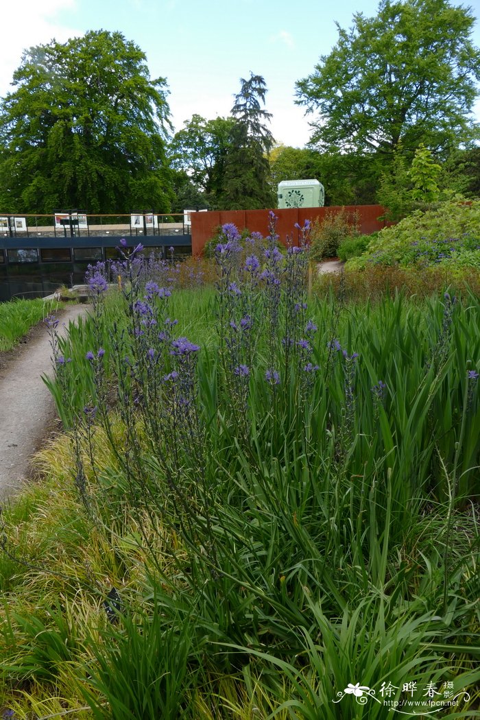 线叶糠米百合Camassia quamash subsp. linearis