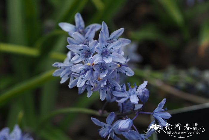 比通尼亚蓝瑰花Scilla bithynica