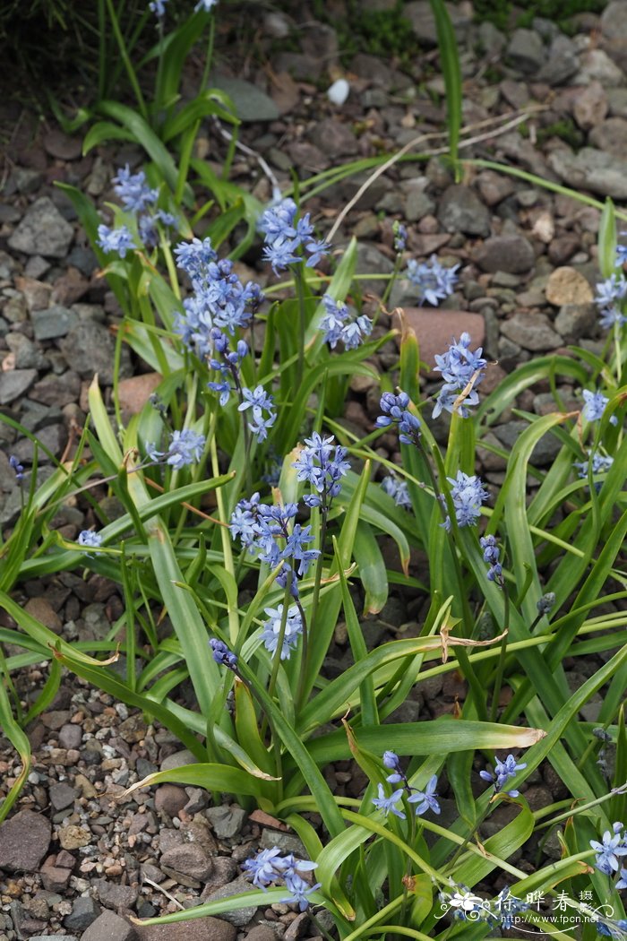 比通尼亚蓝瑰花Scilla bithynica