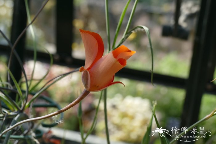 肯尼迪仙灯Calochortus kennedyi