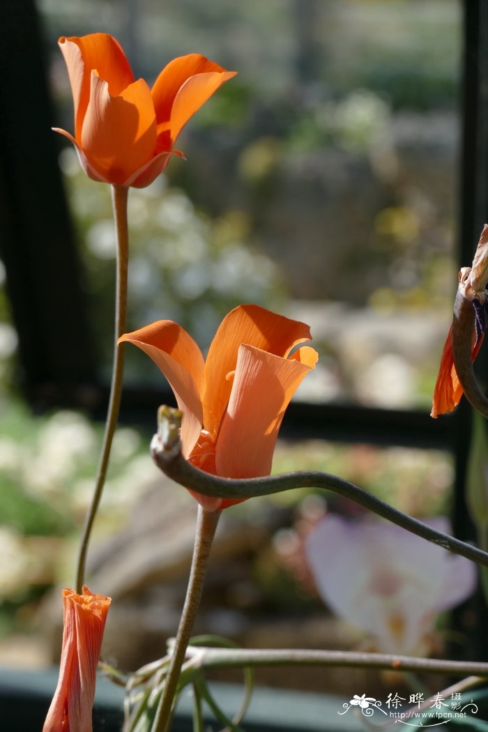 肯尼迪仙灯Calochortus kennedyi