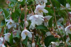 粉色风铃野茉莉Styrax japonica ‘Pink Chimes’