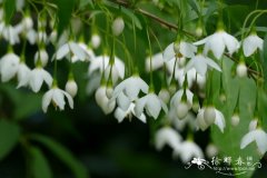 野茉莉Styrax japonicus