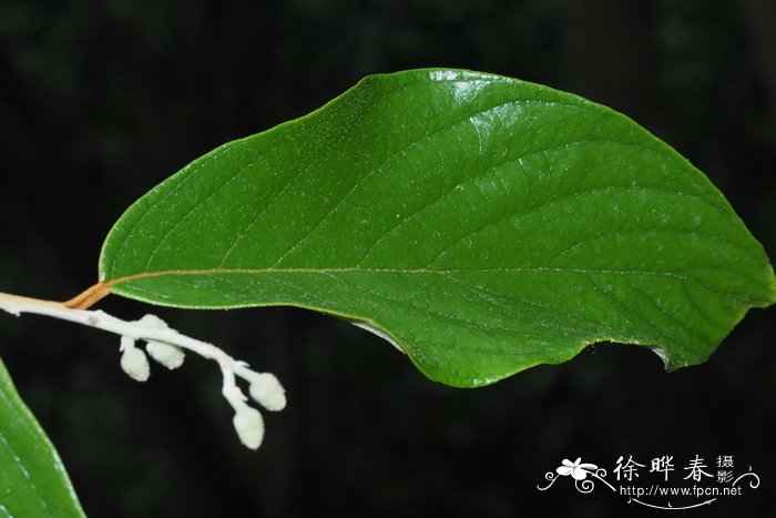 大果安息香Styrax macrocarpus