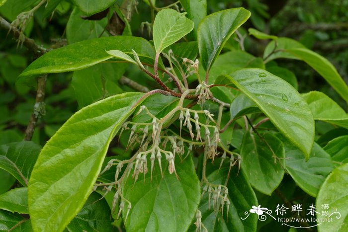 聚伞白辛树Pterostyrax corymbosa