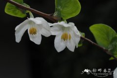 狭果秤锤树Sinojackia rehderiana