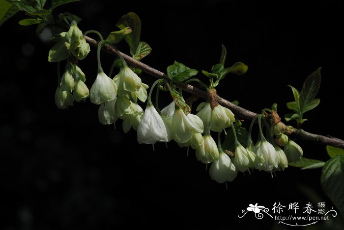 婚礼钟北美银钟花Halesia carolina 'Wedding bells'