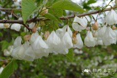 卡罗莱纳银钟花Halesia tetraptera