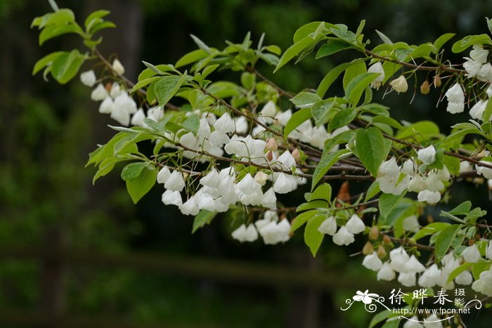 卡罗莱纳银钟花Halesia tetraptera