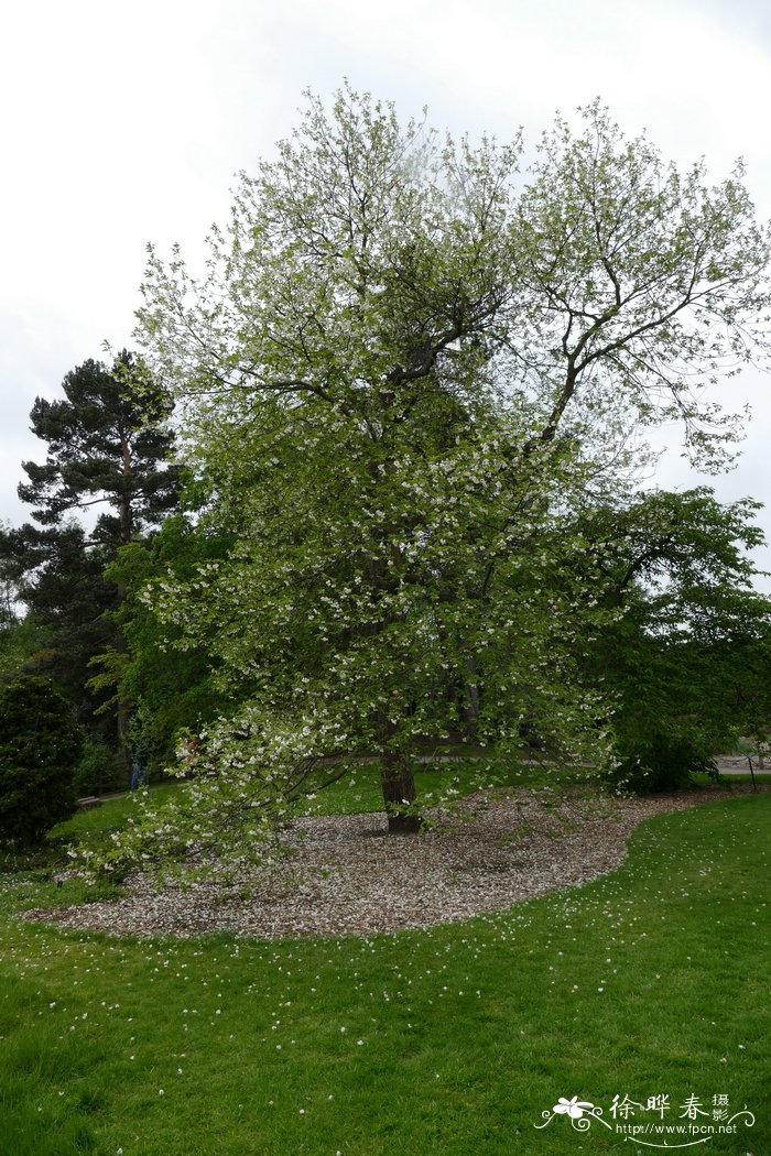 卡罗莱纳银钟花Halesia tetraptera