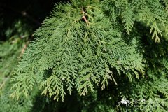 美国扁柏Chamaecyparis lawsoniana