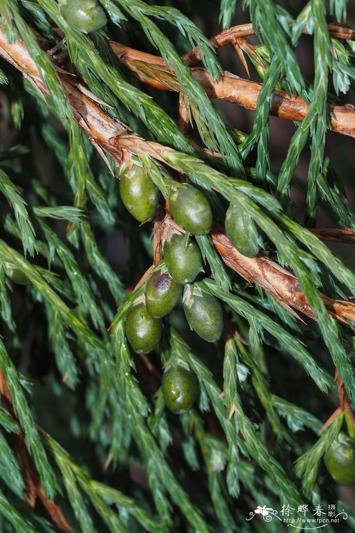 垂枝柏Juniperus recurva