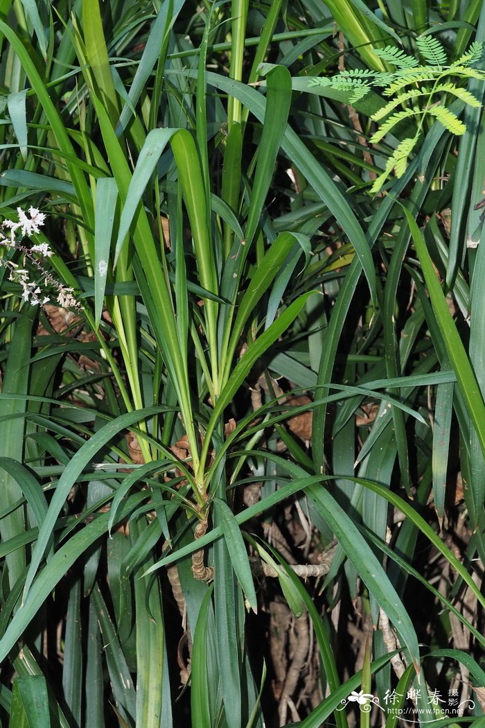 剑叶朱蕉，澳洲朱蕉Cordyline australis