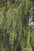 柏木Cupressus funebris