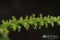 齿叶乌桕Shirakiopsis indica