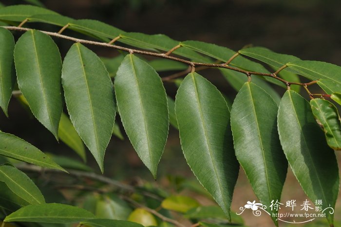 齿叶乌桕Shirakiopsis indica