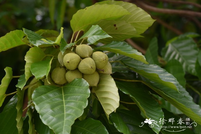 东京桐Deutzianthus tonkinensis