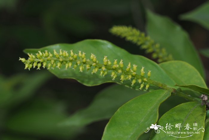 小叶五月茶Antidesma montanum var. microphyllum