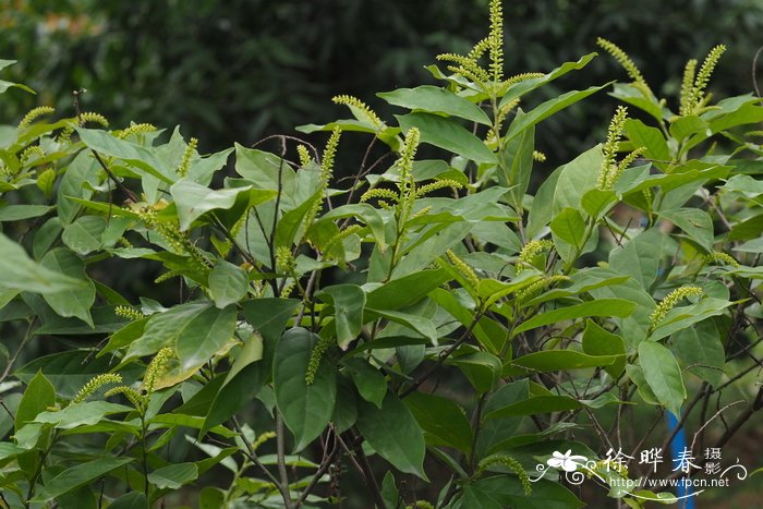 小叶五月茶Antidesma montanum var. microphyllum