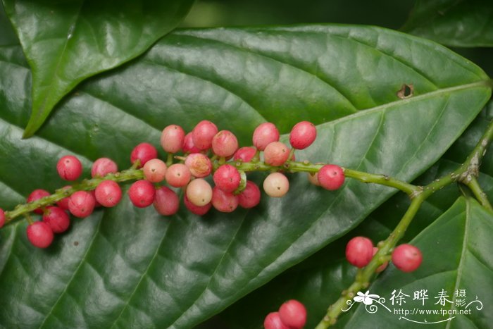 山地五月茶Antidesma montanum