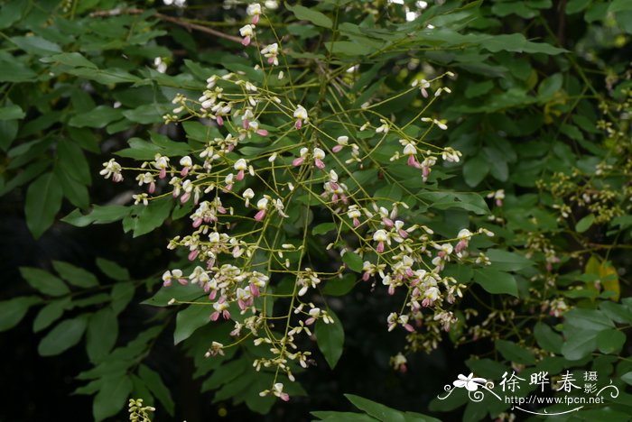 堇花槐Sophora japonica var. violacea