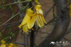 小叶槐Sophora microphylla