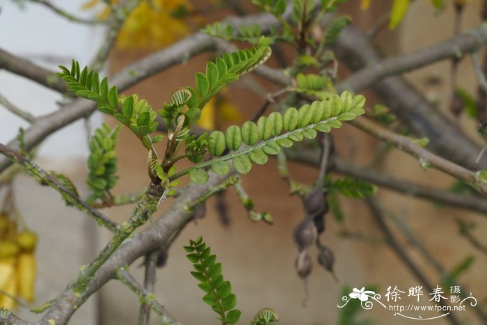 小叶槐Sophora microphylla