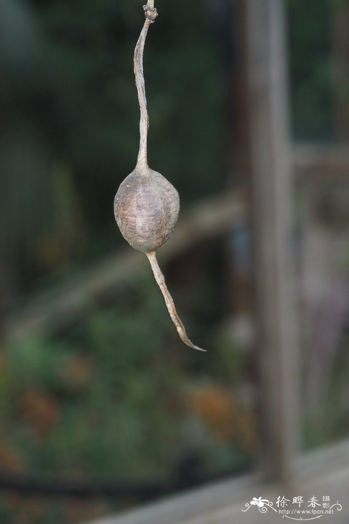 小叶槐Sophora microphylla