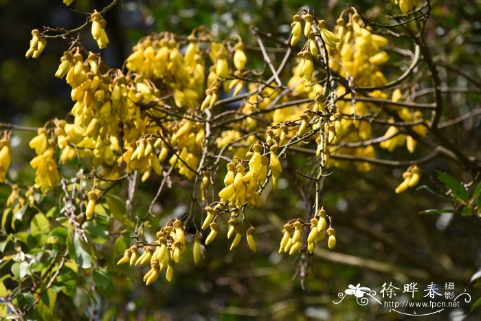 小叶槐Sophora microphylla