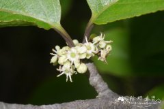 沙坝冬青Ilex chapaensis