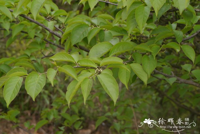 沙坝冬青Ilex chapaensis