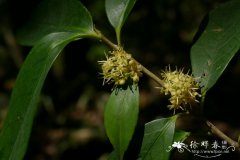 榕叶冬青Ilex ficoidea