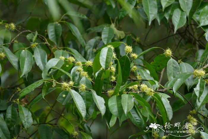 榕叶冬青Ilex ficoidea