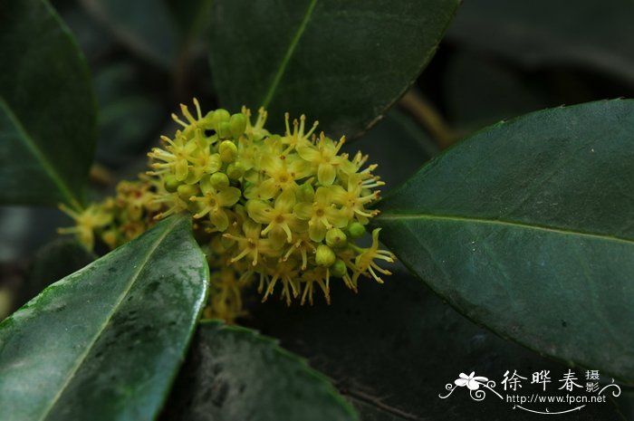 大叶冬青Ilex latifolia