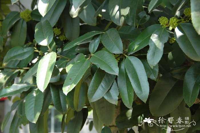 大叶冬青Ilex latifolia