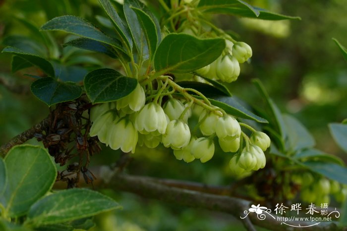 ‘白花’红脉吊钟花Enkianthus campanulatus 'Albiflorus'