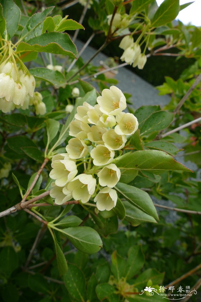 ‘白花’红脉吊钟花Enkianthus campanulatus 'Albiflorus'