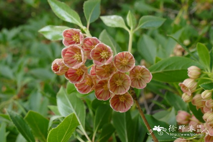 红脉吊钟花Enkianthus campanulatus