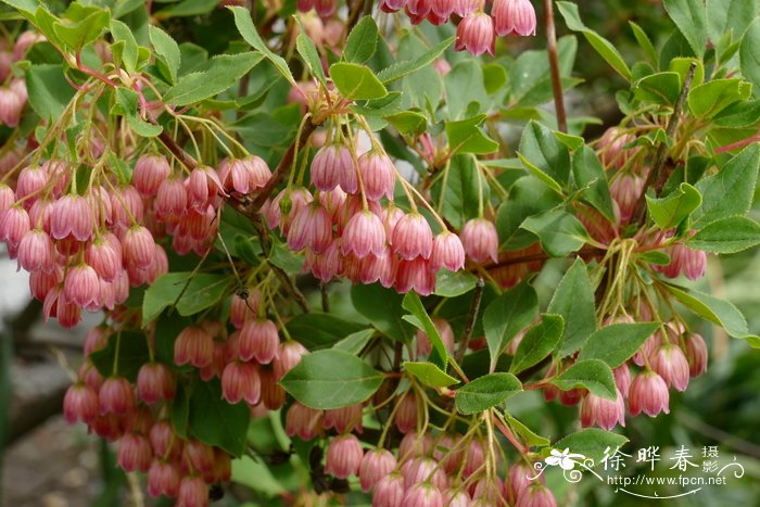 红脉吊钟花Enkianthus campanulatus