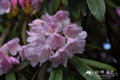 弯尖杜鹃Rhododendron adenopodum