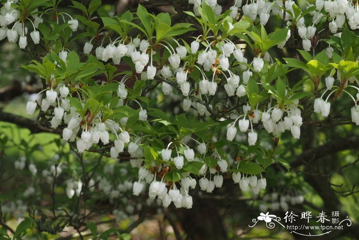 台湾吊钟花Enkianthus perulatus