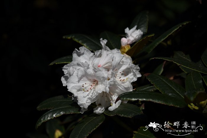 腺房杜鹃Rhododendron adenogynum