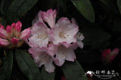 枯鲁杜鹃Rhododendron adenosum