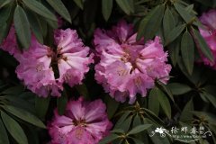 迷人杜鹃Rhododendron agastum