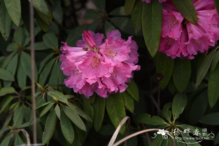 迷人杜鹃Rhododendron agastum