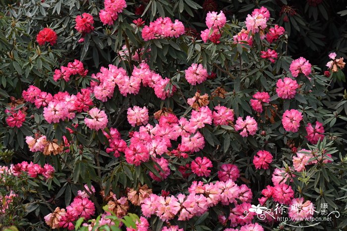 迷人杜鹃Rhododendron agastum