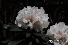 毛枝棕背杜鹃Rhododendron alutaceum var. iodes