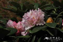 棕背杜鹃Rhododendron alutaceum