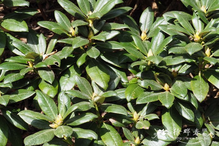 棕背杜鹃Rhododendron alutaceum